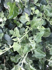 Chenopodium parabolicum