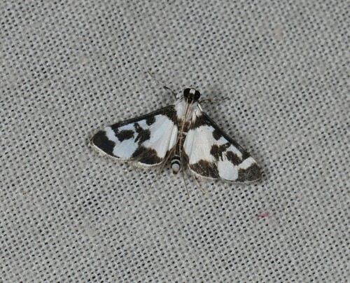 Cissachroa