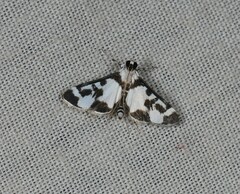 Cissachroa callischema