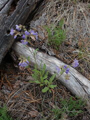 Polemonium pulcherrimum