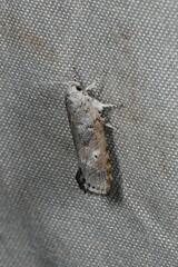 Clerarcha poliochyta