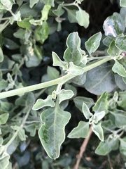 Chenopodium parabolicum