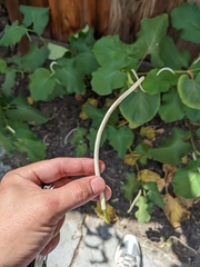 Piper auritum
