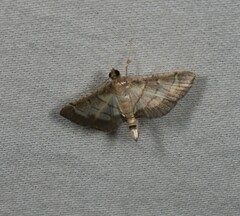 Cnaphalocrocis