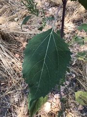 Cyclachaena xanthiifolia