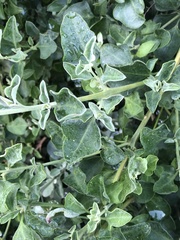 Chenopodium parabolicum
