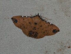 Corgatha semipardata