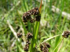 Scirpus atrovirens
