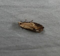 Cryptoptila crypsilopha
