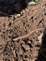 Anguis fragilis