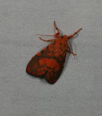 Cyme pyraula
