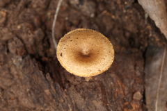 Lentinus arcularius