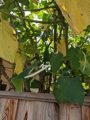 Piper auritum