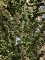 Cyclachaena xanthiifolia