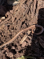 Anguis fragilis