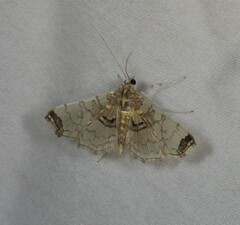 Didymostoma aurotinctalis