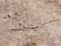 Philodryas chamissonis