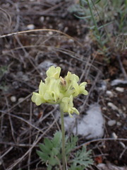 Oxytropis