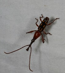 Ectocemus decemmaculatus