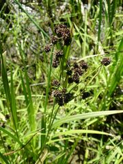 Scirpus atrovirens