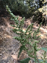 Cyclachaena xanthiifolia