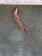 Liolaemus gravenhorstii