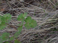 Thalictrum occidentale