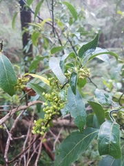 Hedycarya angustifolia