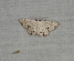 Epiplema conflictaria