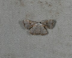 Epiplema stereogramma