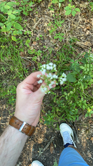 Galium boreale