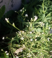 Gypsophila