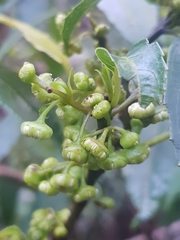 Hedycarya angustifolia