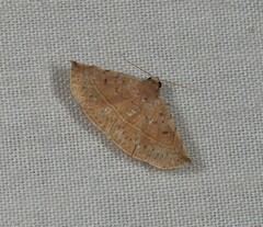 Eublemma latericolor