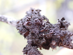 Tuckermanopsis platyphylla