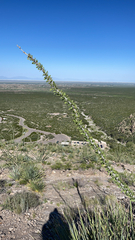 Fouquieria splendens