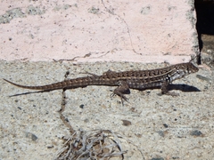 Liolaemus zapallarensis