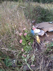 Hylotelephium maximum × spectabile