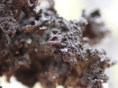 Tuckermanopsis platyphylla