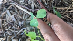 Medicago lupulina