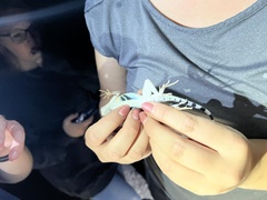 Callisaurus draconoides