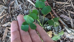 Medicago lupulina