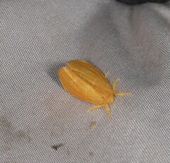Euproctis lutea