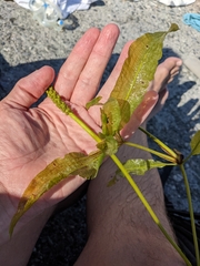 Potamogeton lucens