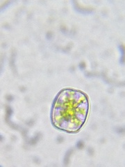 Desmidium
