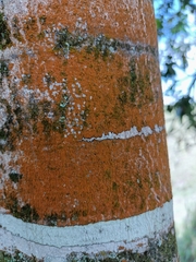 Trentepohlia aurea