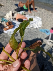 Potamogeton lucens