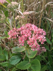 Hylotelephium maximum × spectabile