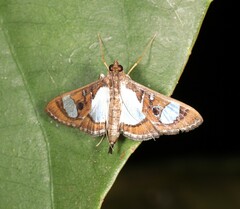 Glyphodes bivitralis