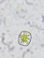 Desmidium